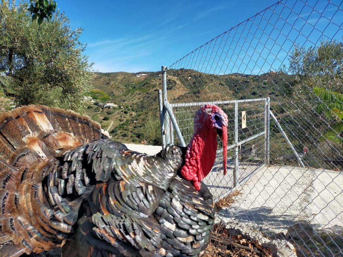 מאלגה Paraje El Pozo מראה חיצוני תמונה